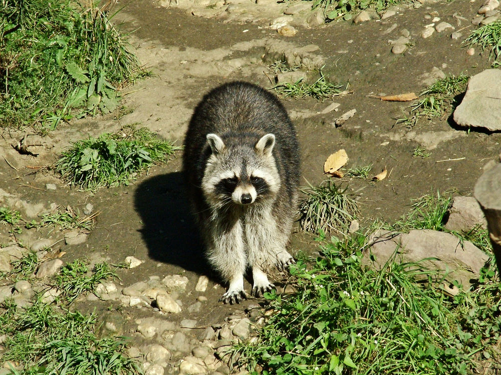 Waschbär 04