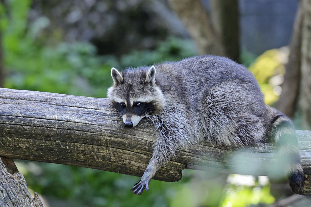 Waschbär