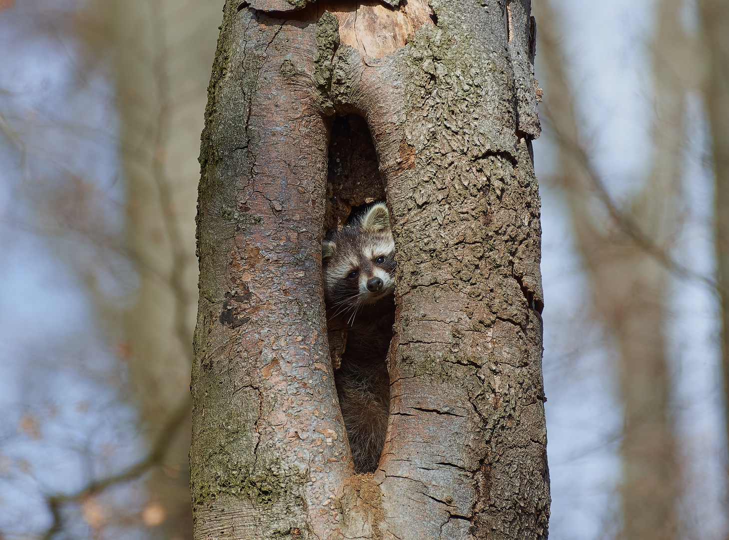 Waschbär 04/2021 Nähe Bad Driburg