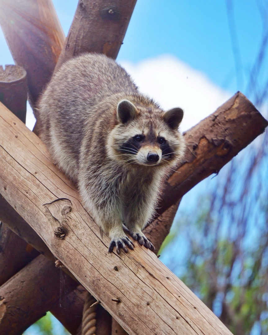 Waschbär