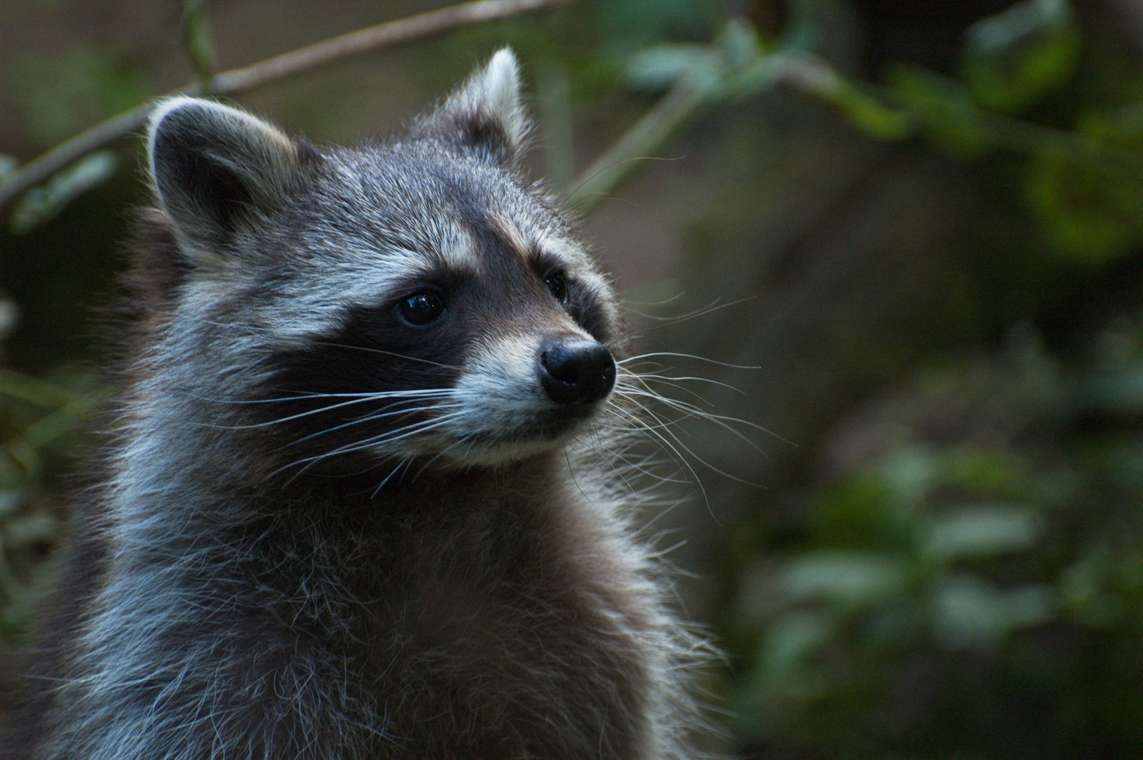 Waschbär