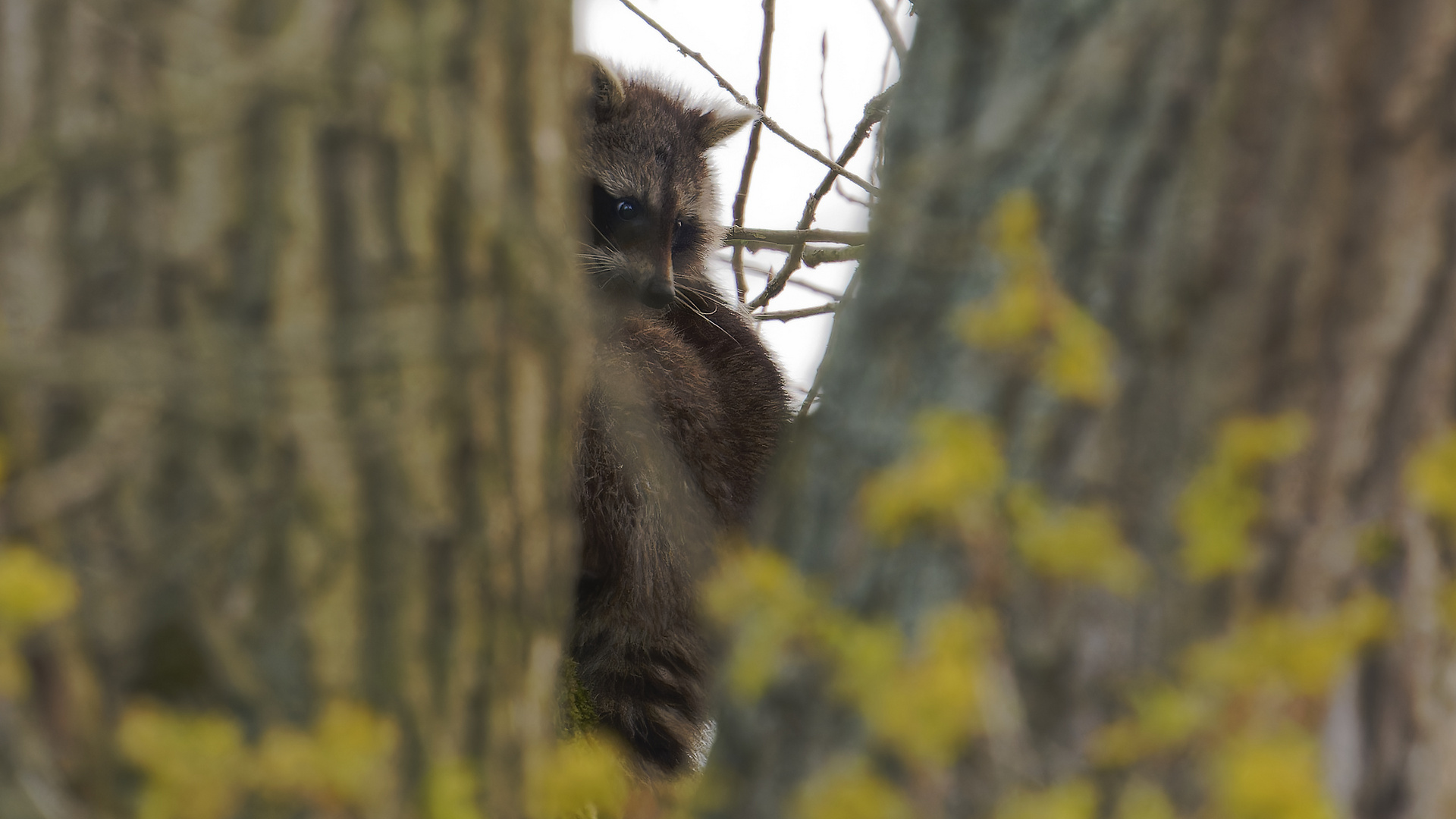 Waschbär