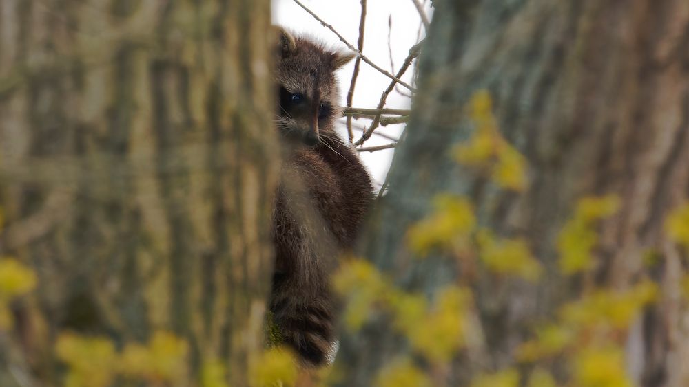 Waschbär