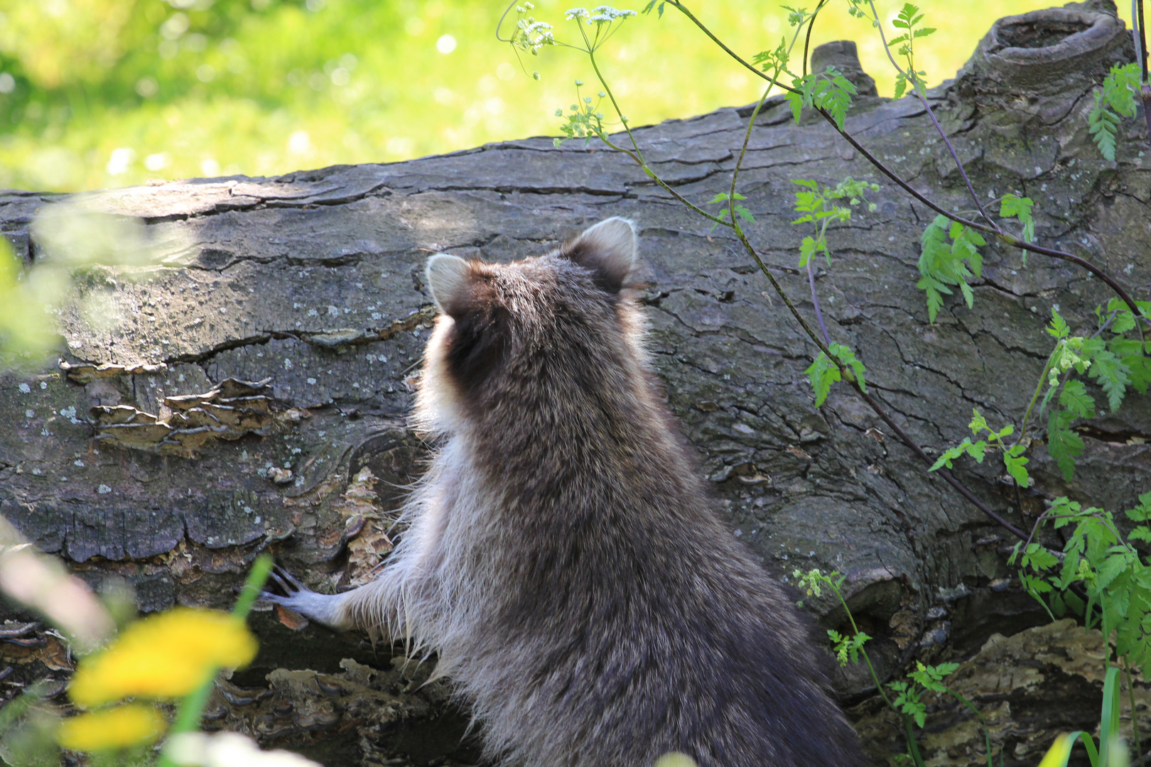 Waschbär