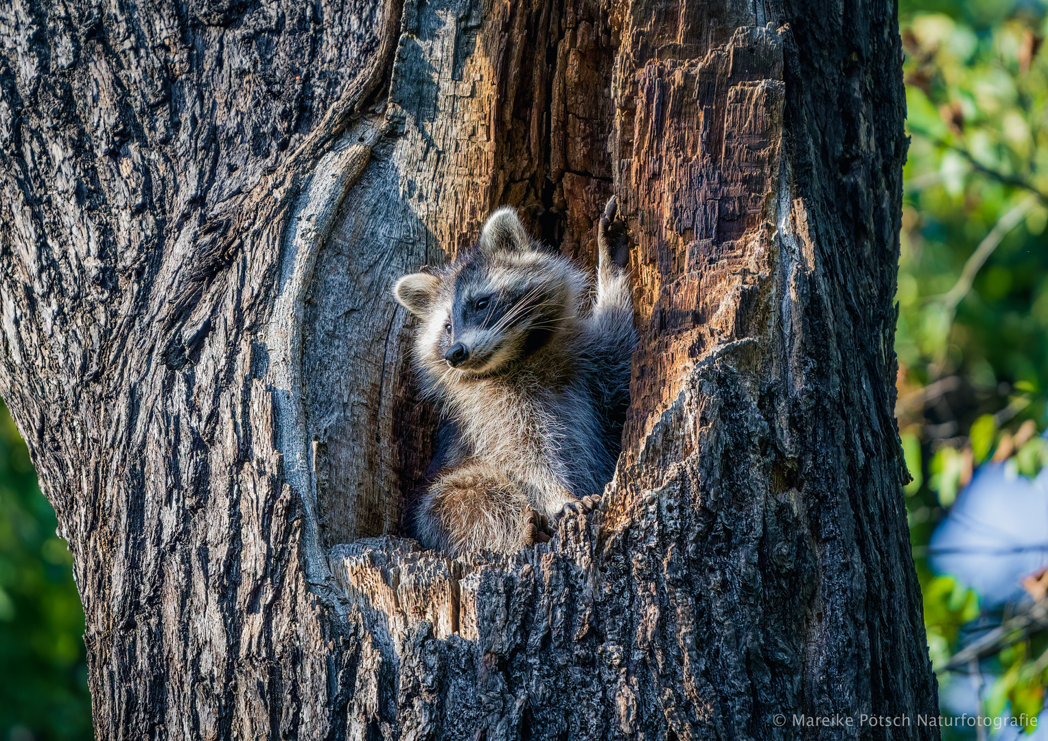 Waschbär