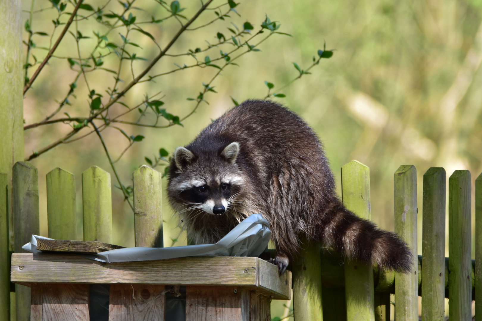 Waschbär...