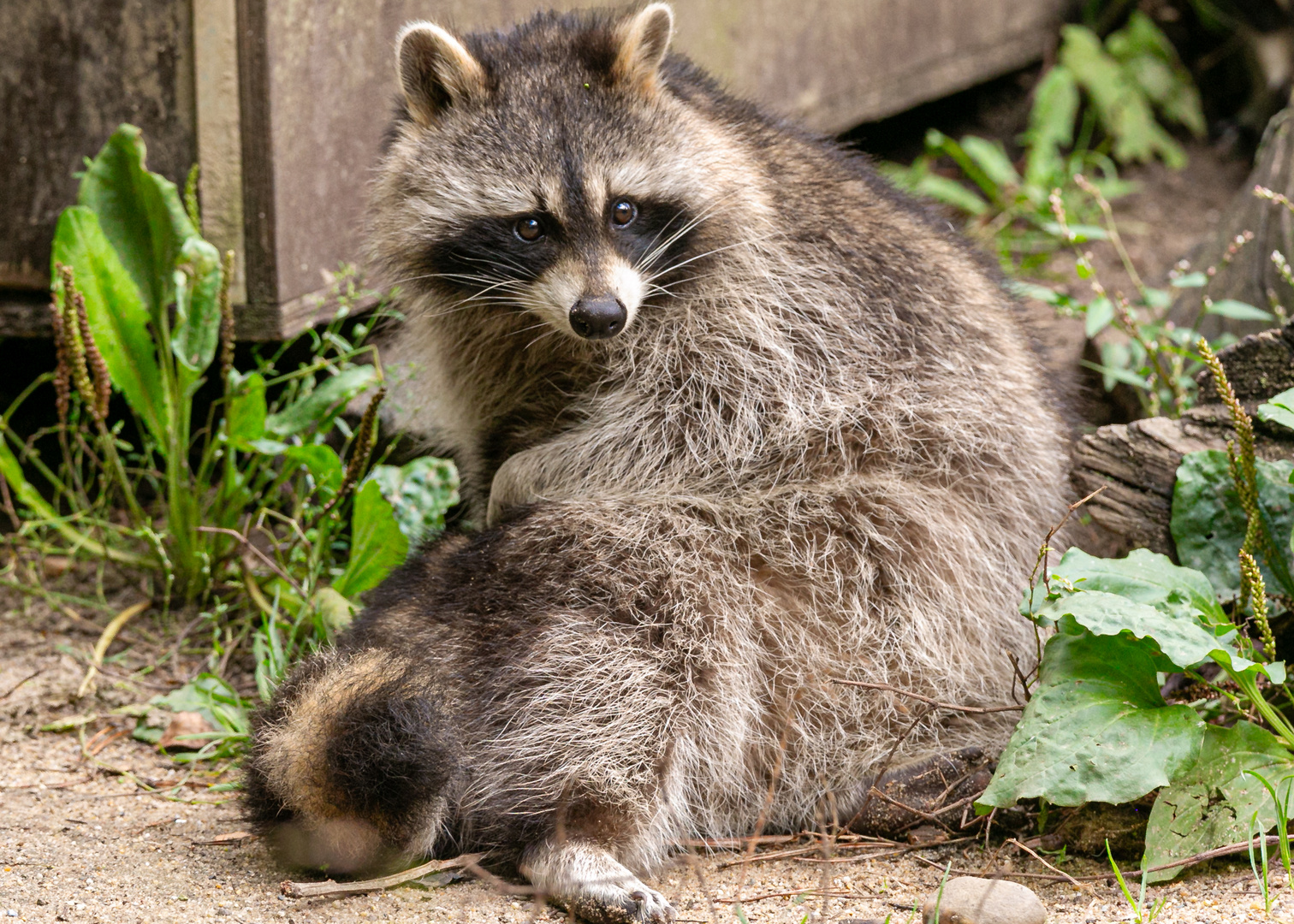 waschbär