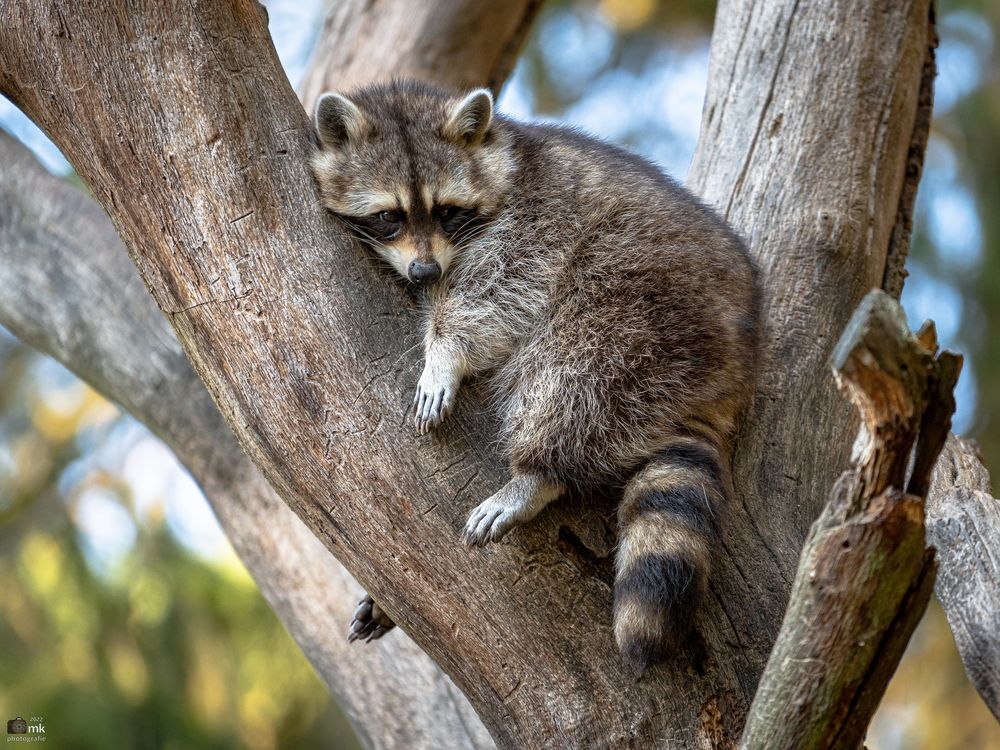 Waschbär 1