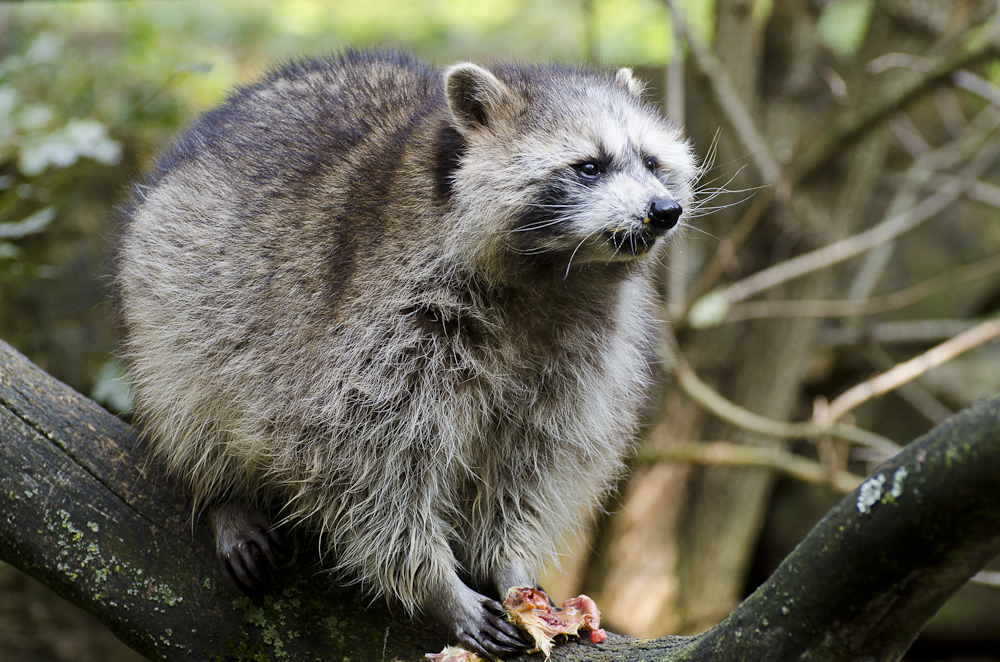 Waschbär 1