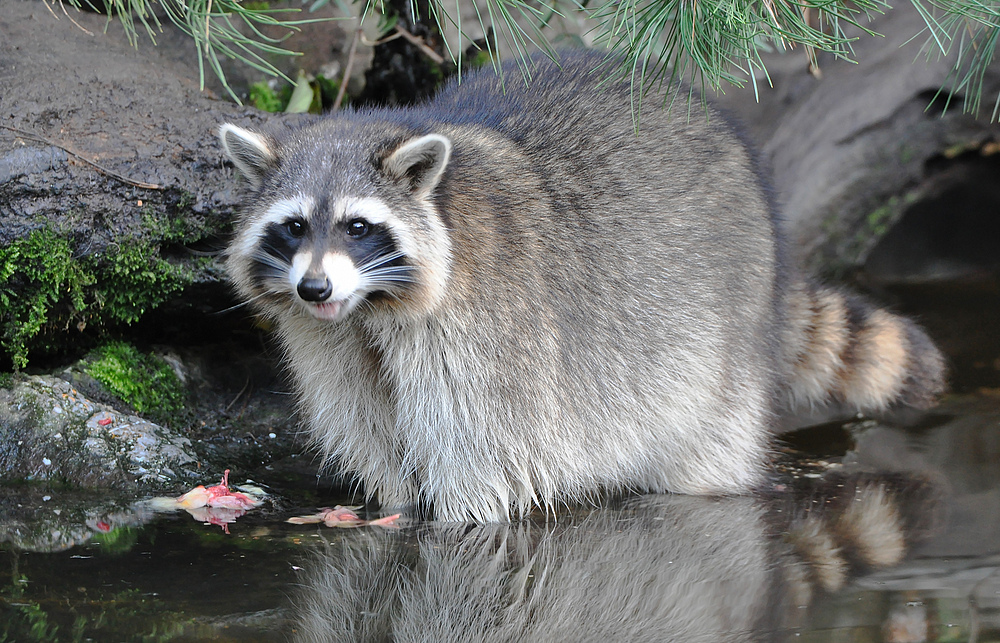 Waschbär ......