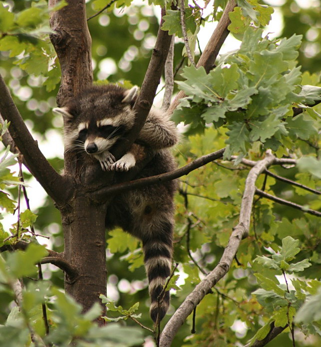 waschbär