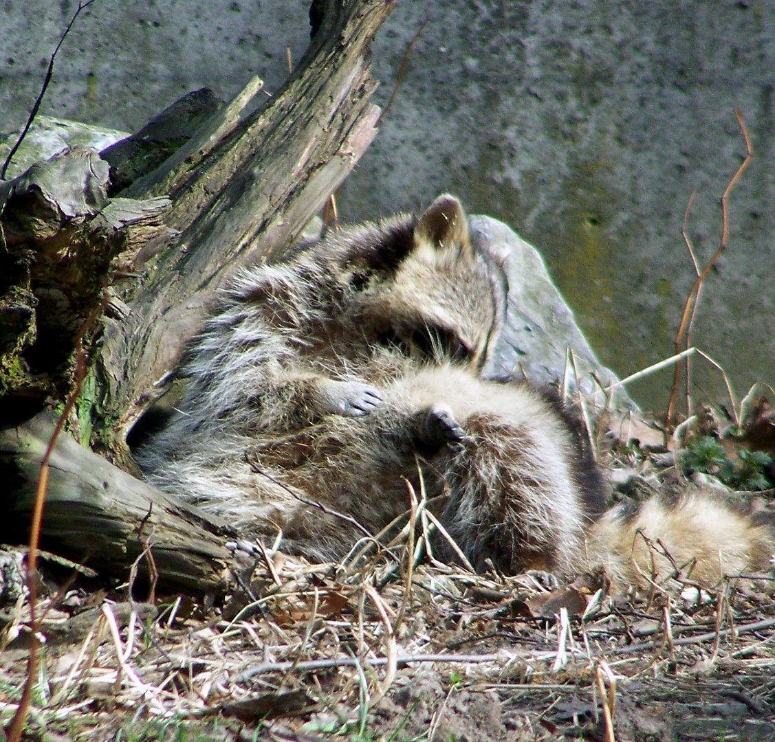 Waschbär