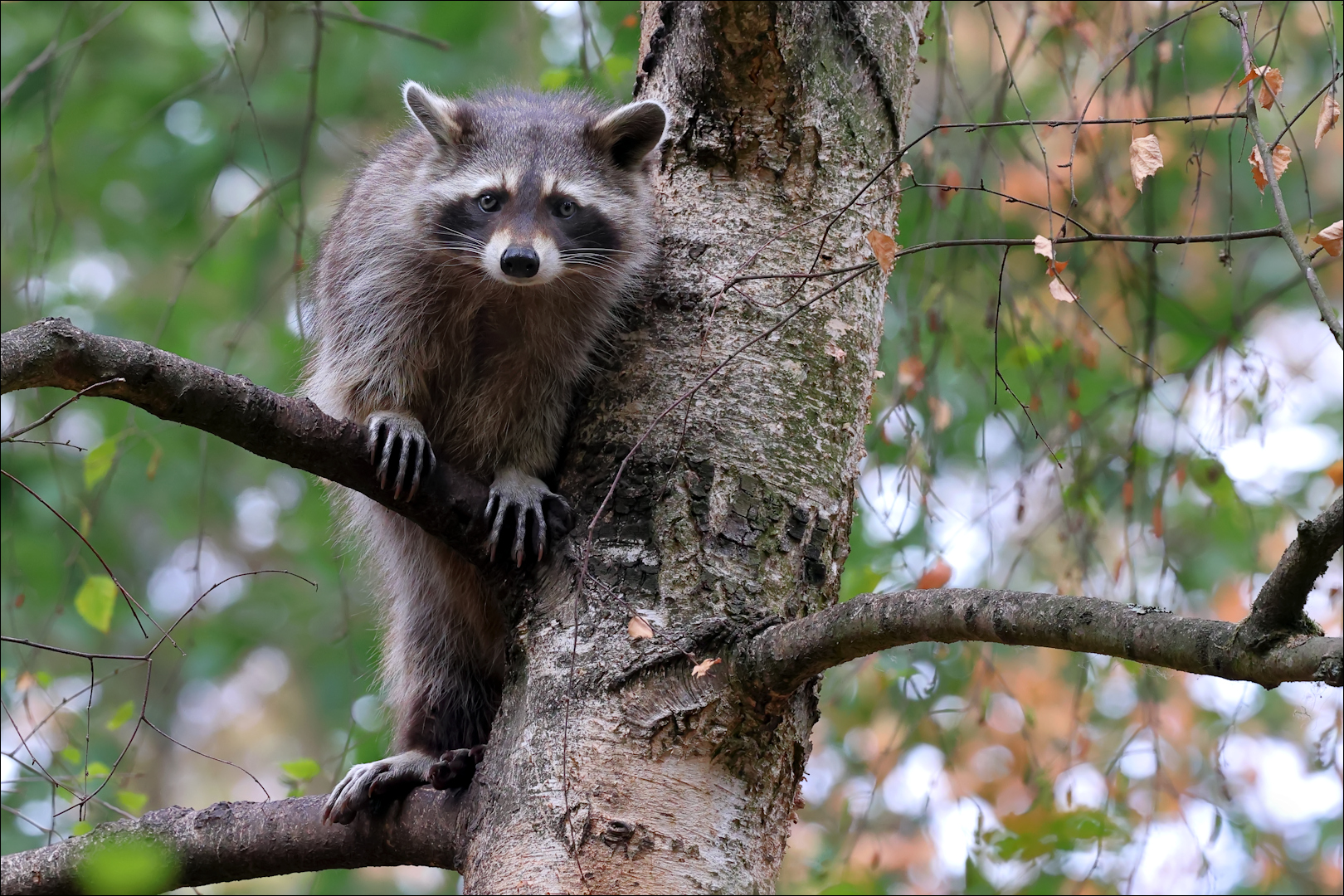 Waschbär