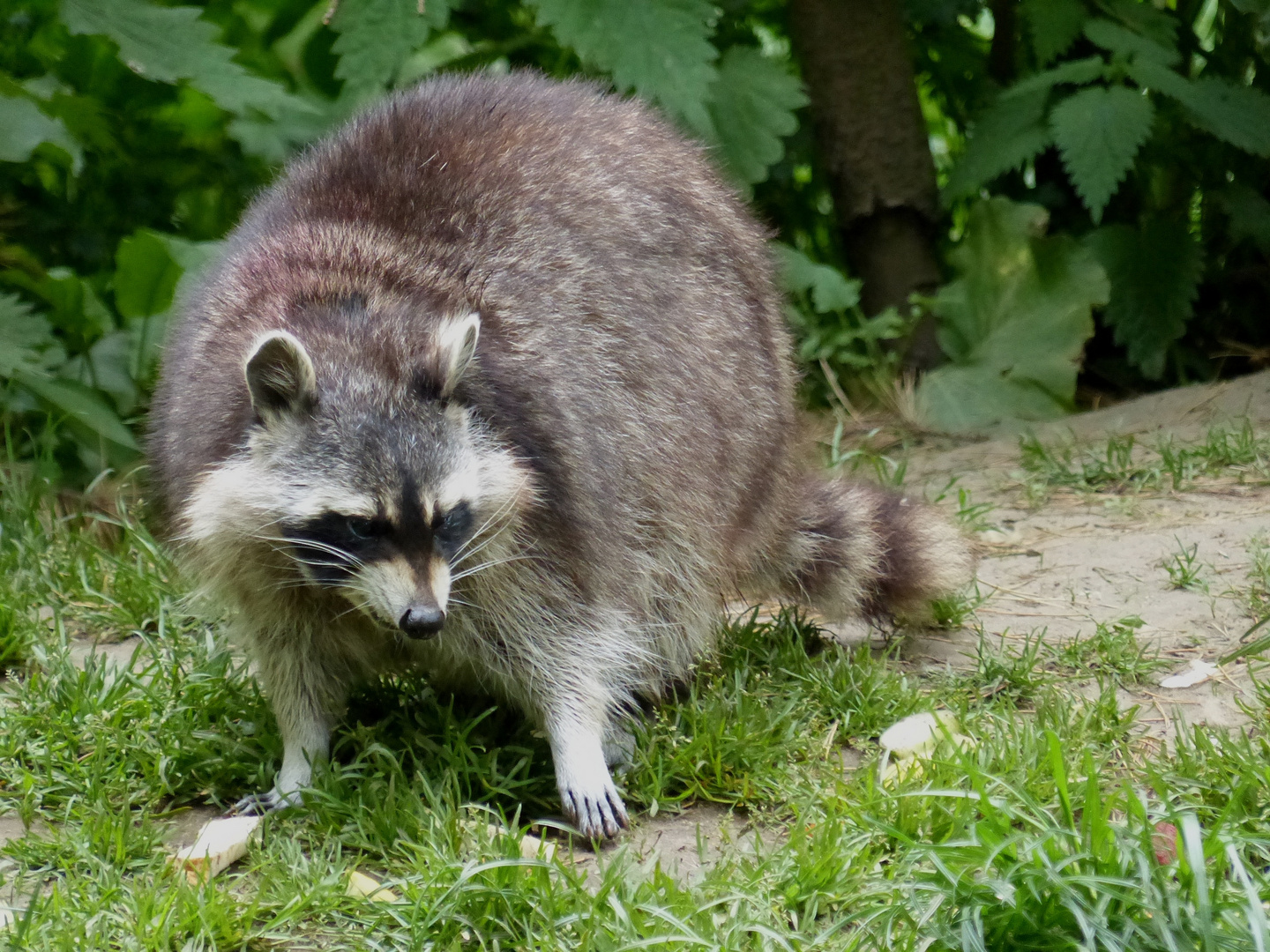 Waschbär