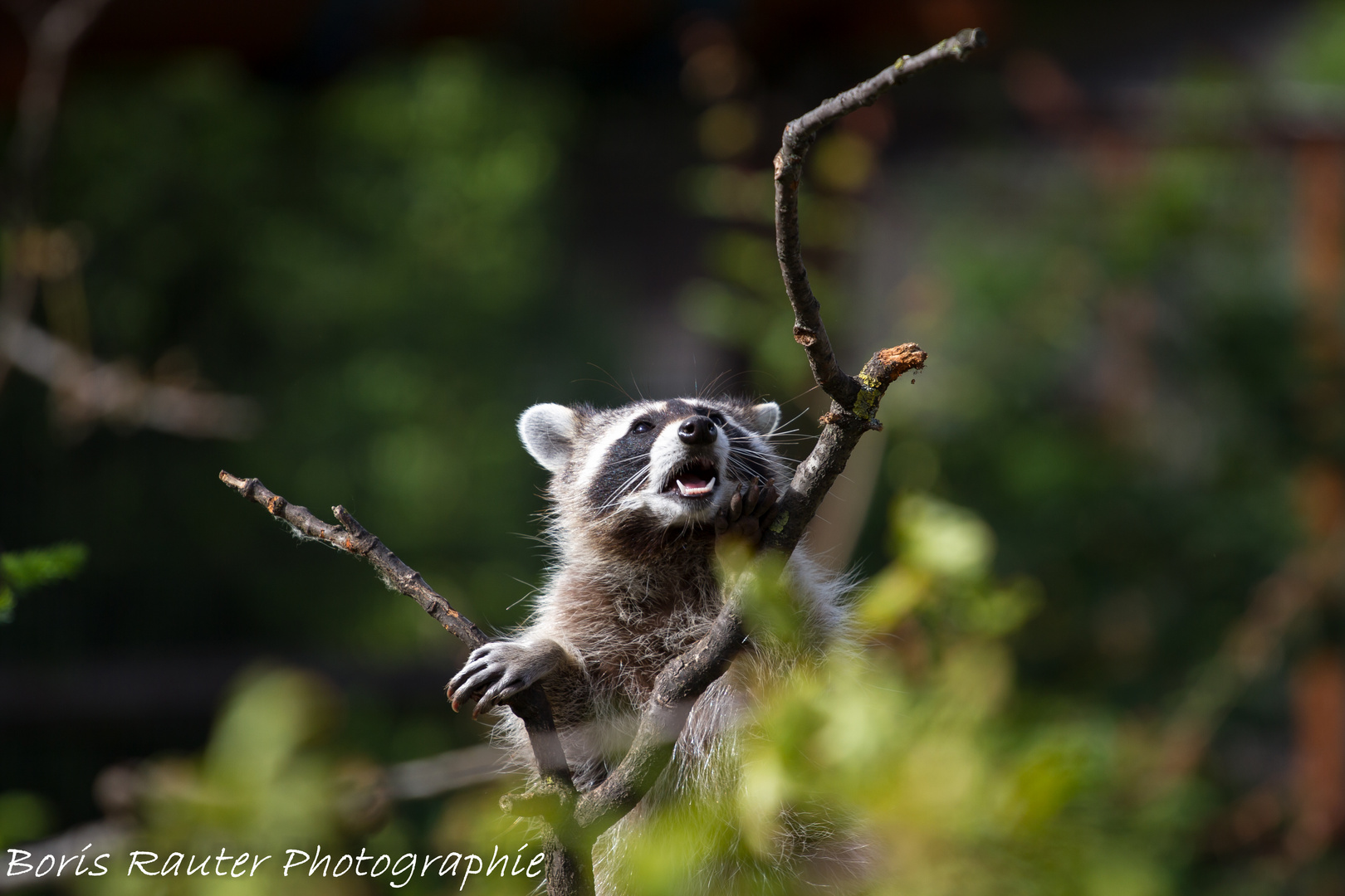 Waschbär