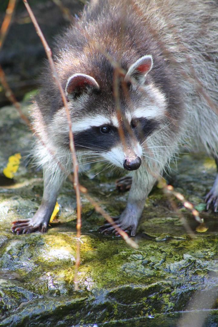 Waschbär