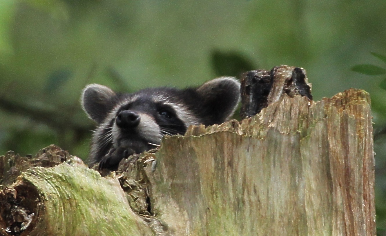 Waschbär