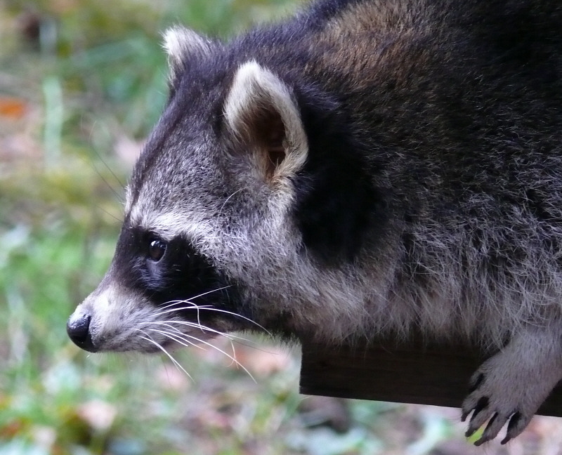 Waschbär