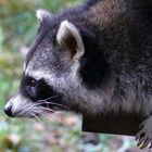 Waschbär