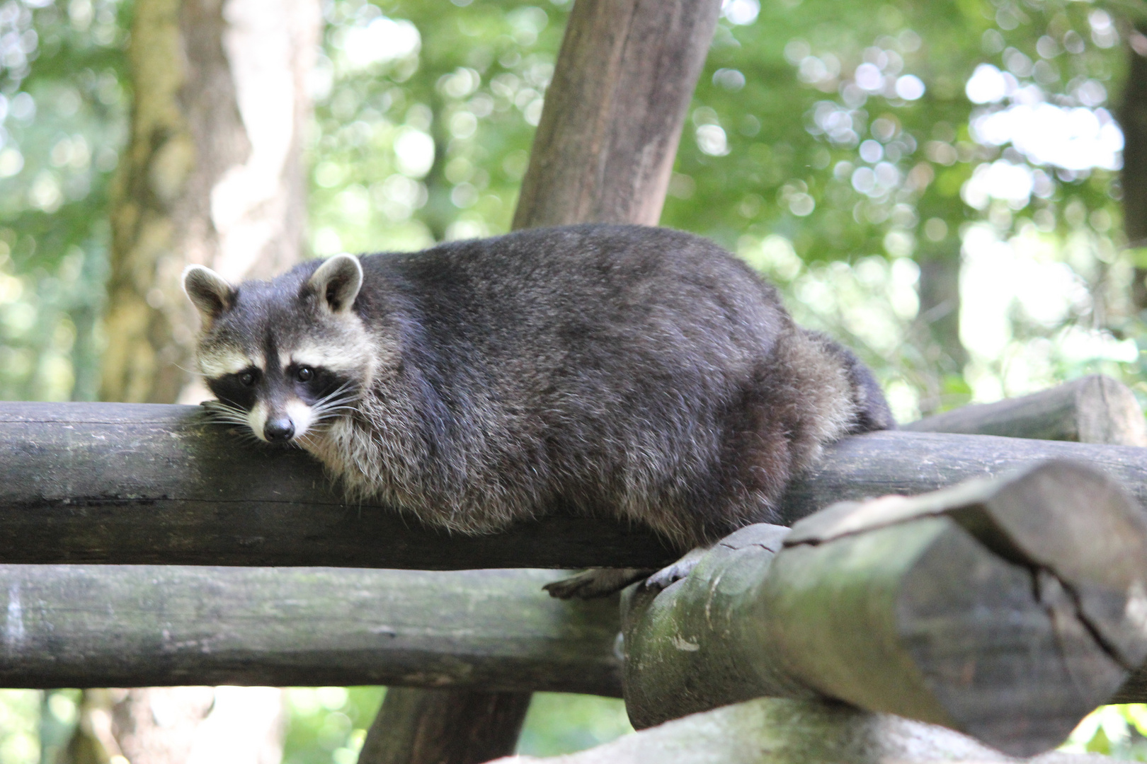 Waschbär