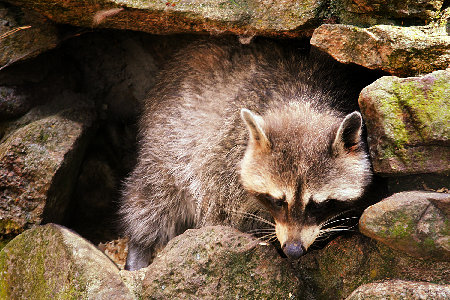 Waschbär