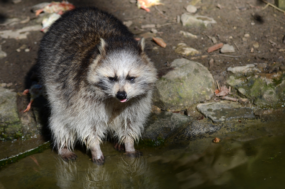 Waschbär