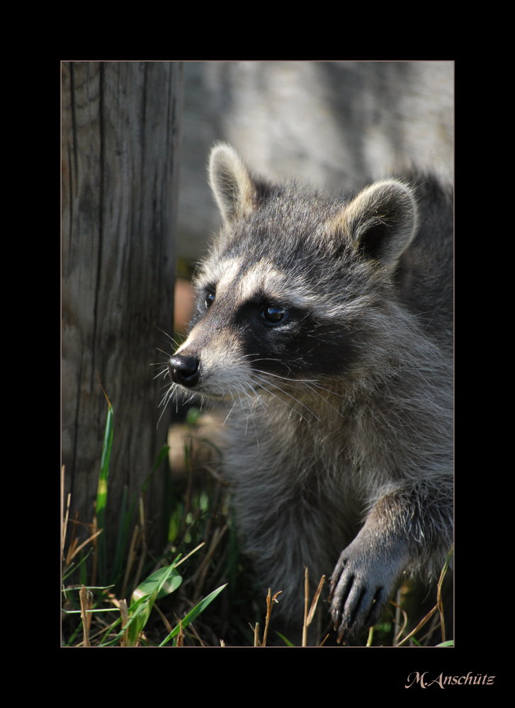 Waschbär 2