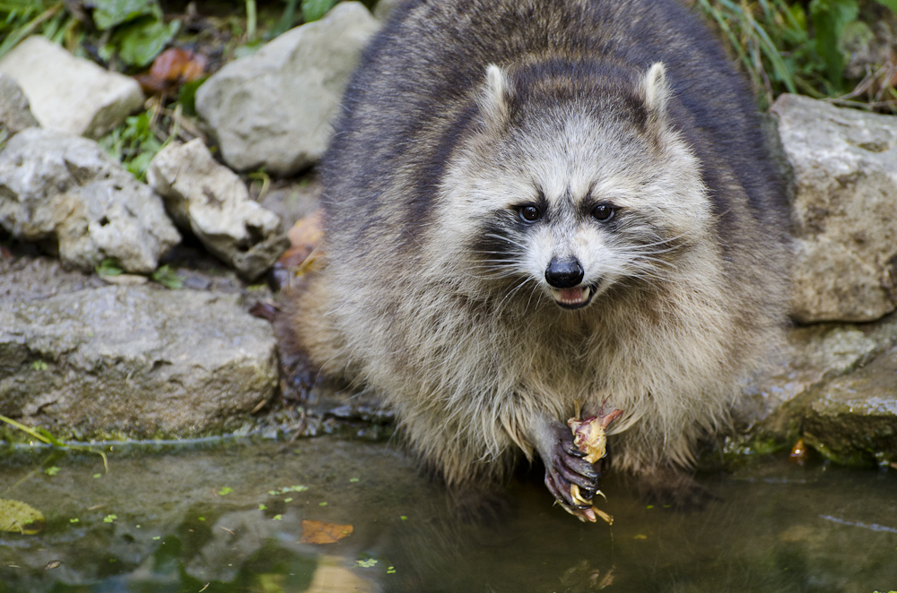 Waschbär 2