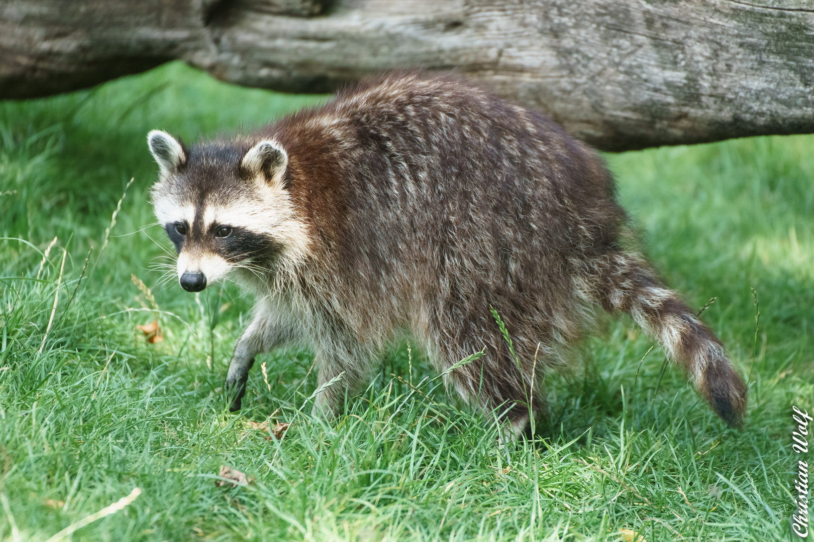 Waschbär 2