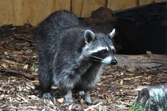 Waschbär 2 (Neuwieder Zoo)