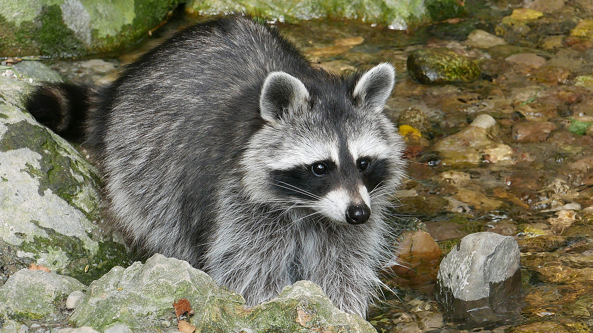 Waschbär