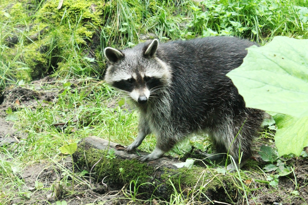 Waschbär