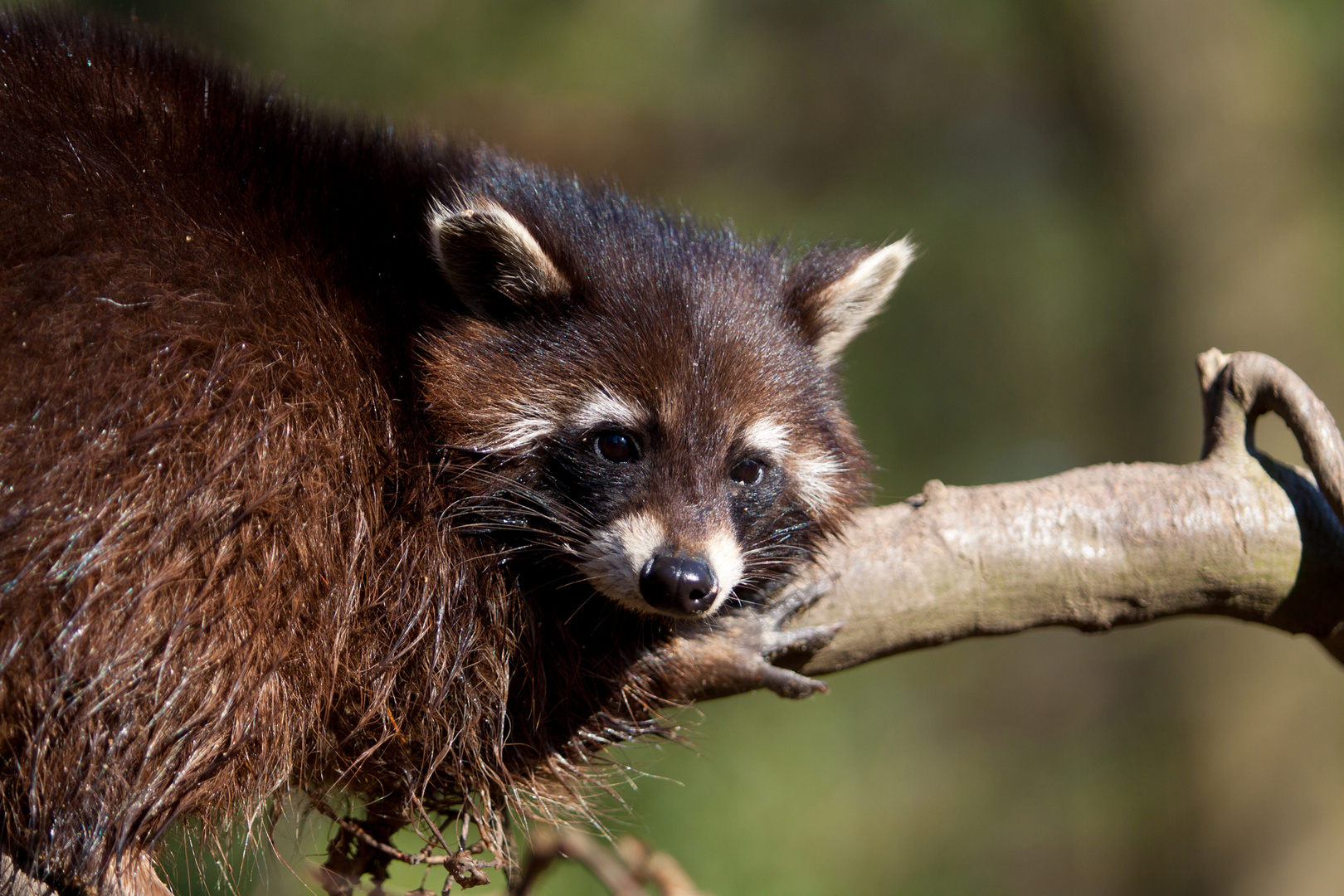 Waschbär ........