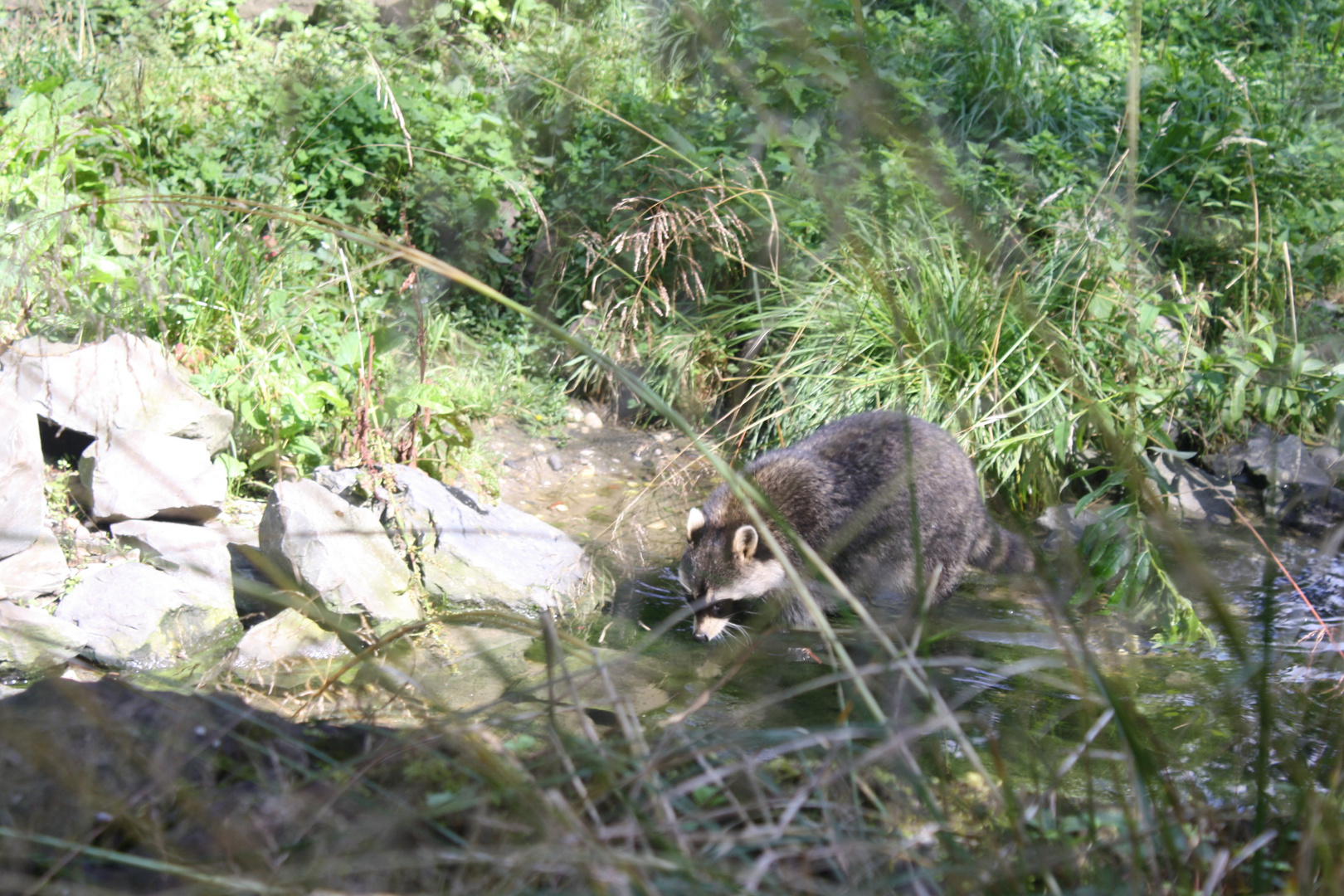 Waschbär