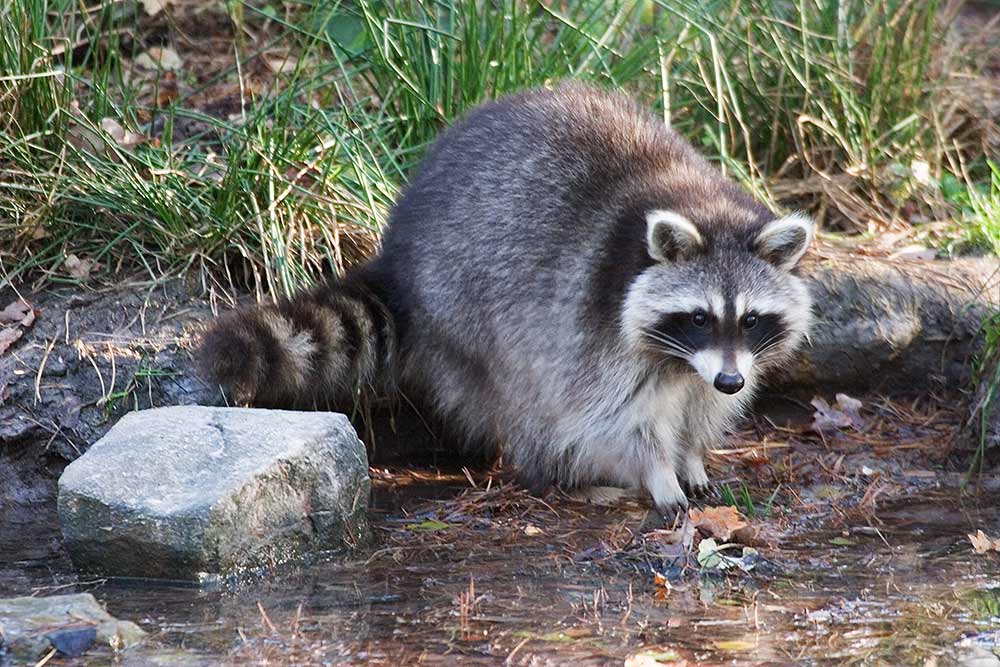 Waschbär