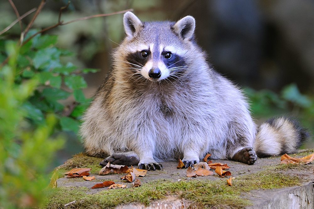 Waschbär Foto & Bild | tiere, zoo, wildpark & falknerei, säugetiere Bilder auf fotocommunity