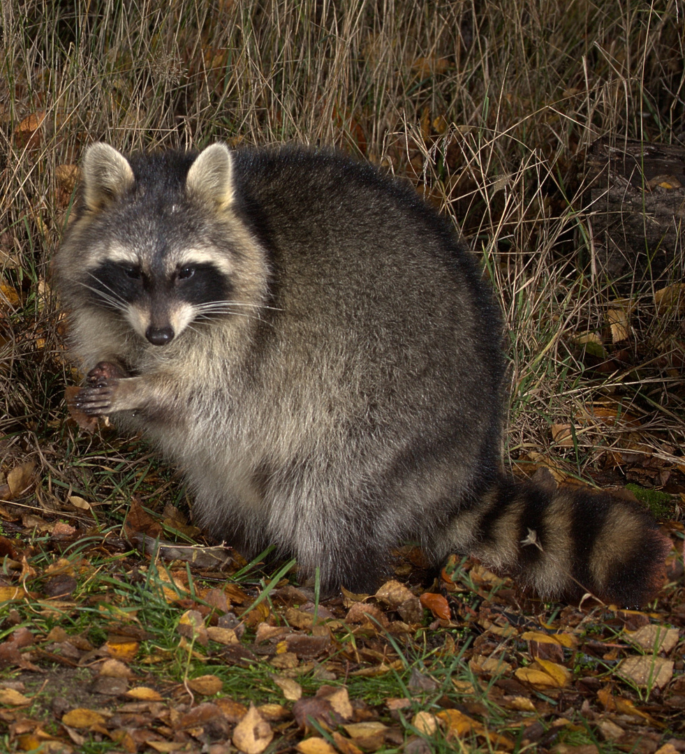 Waschbär