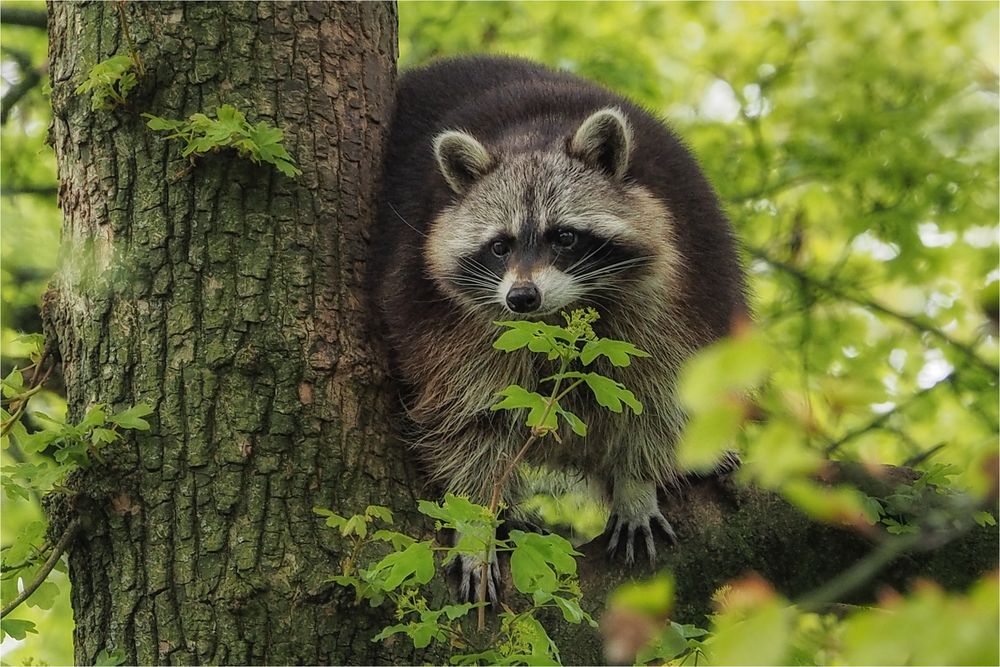 Waschbär