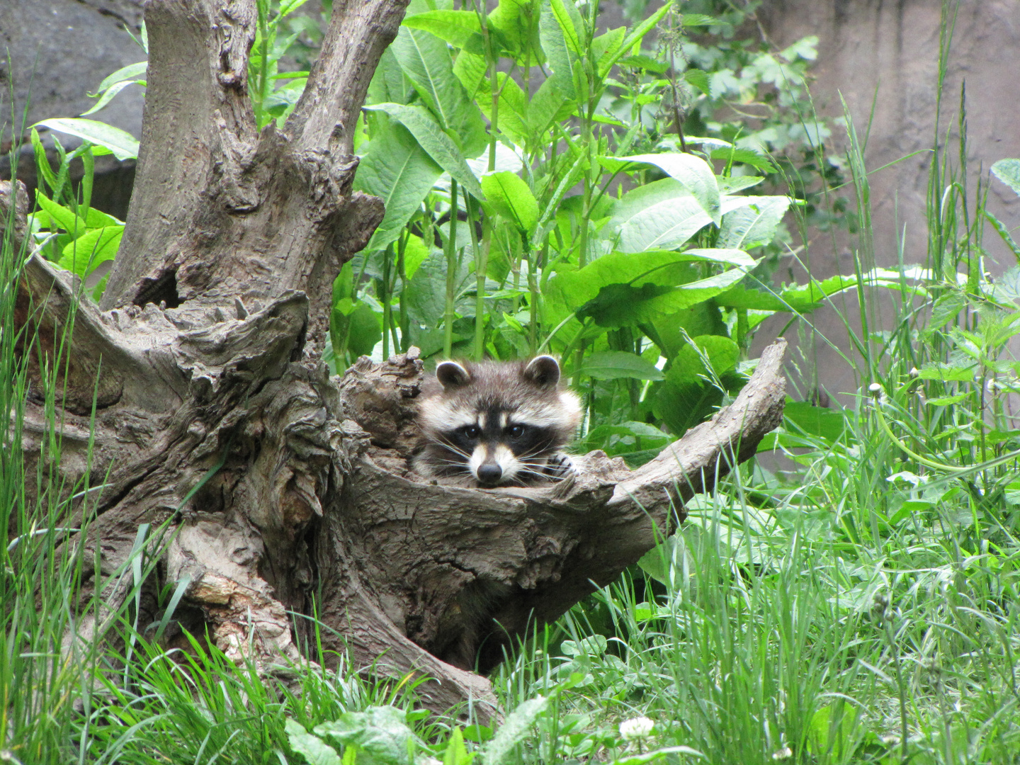 Waschbär