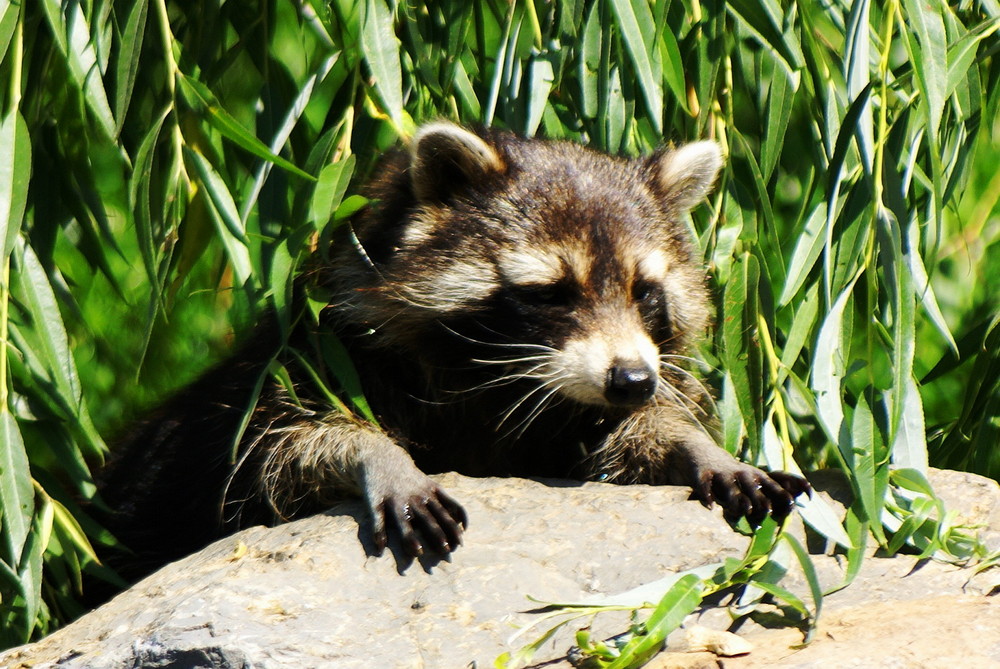 Waschbär