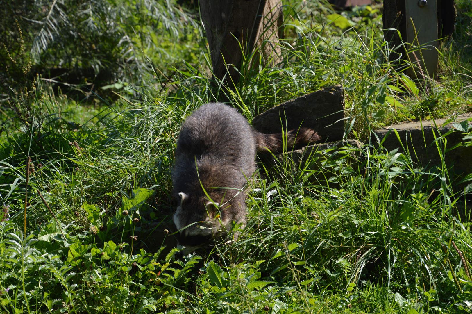 Waschbär