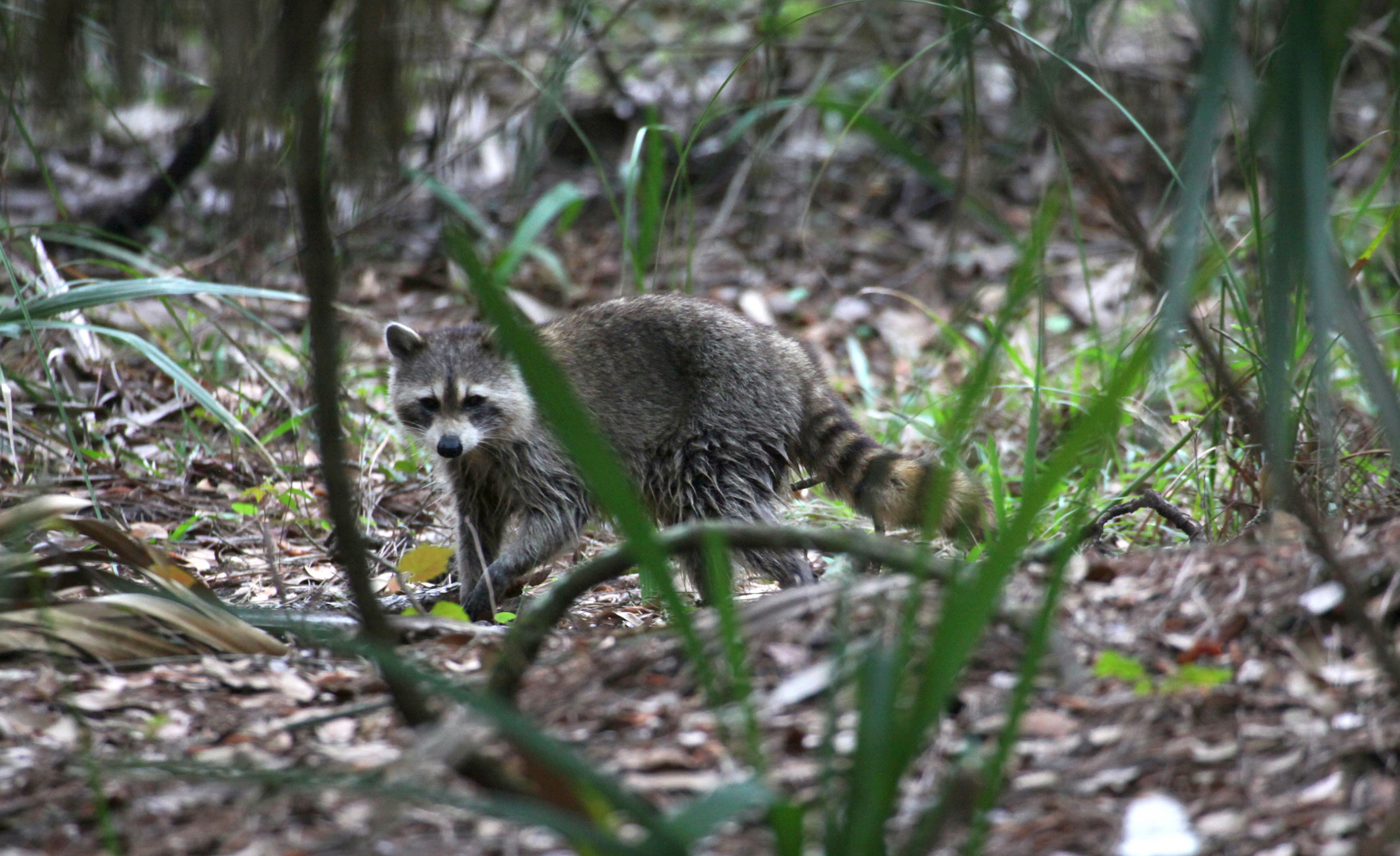 Waschbär