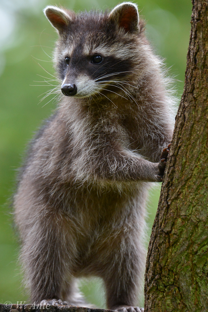 Waschbär