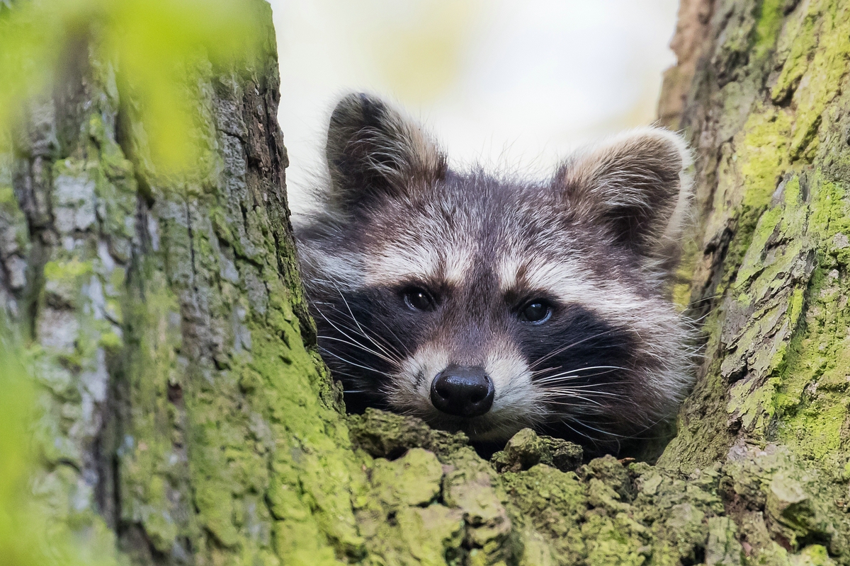 Waschbär