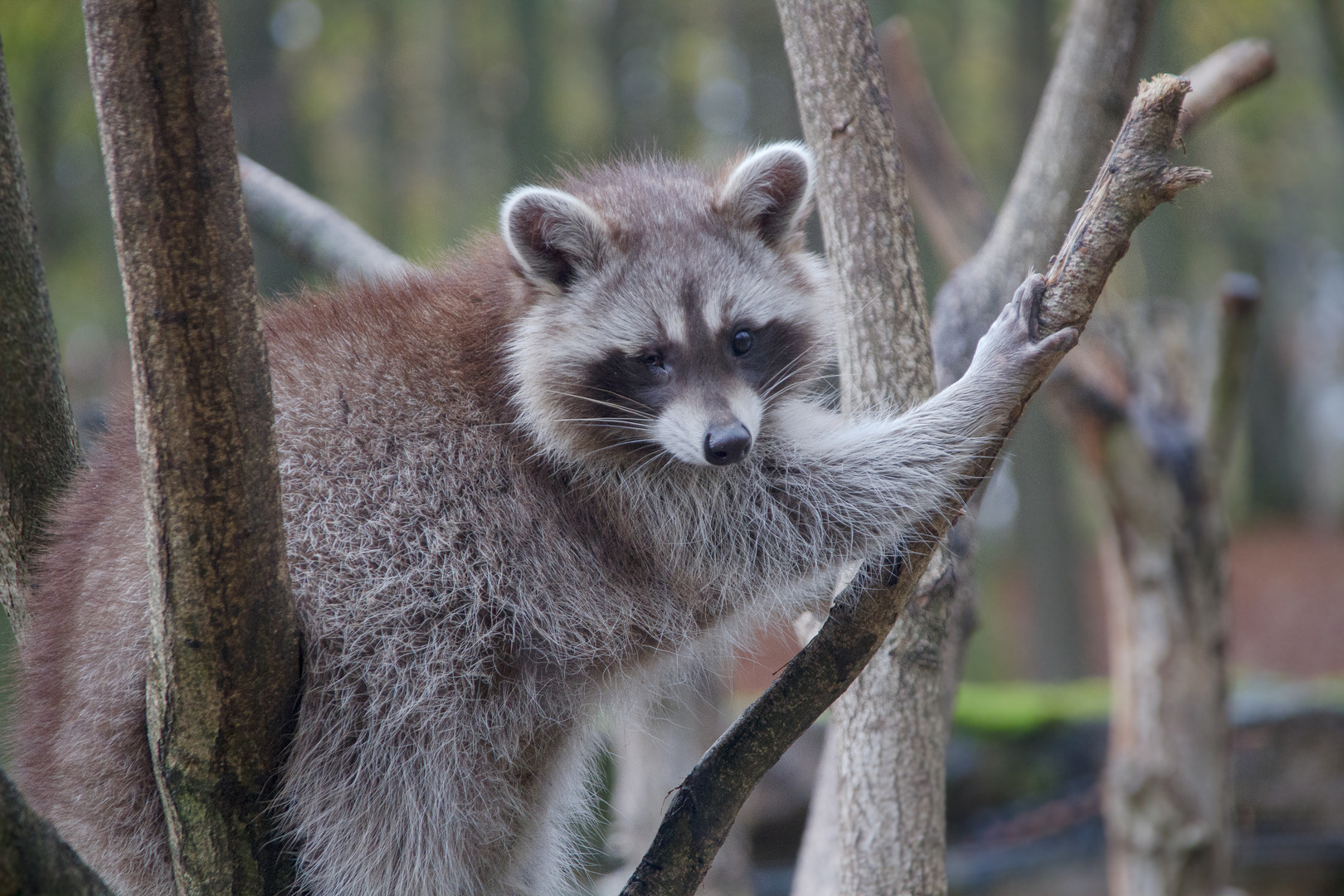 waschbär