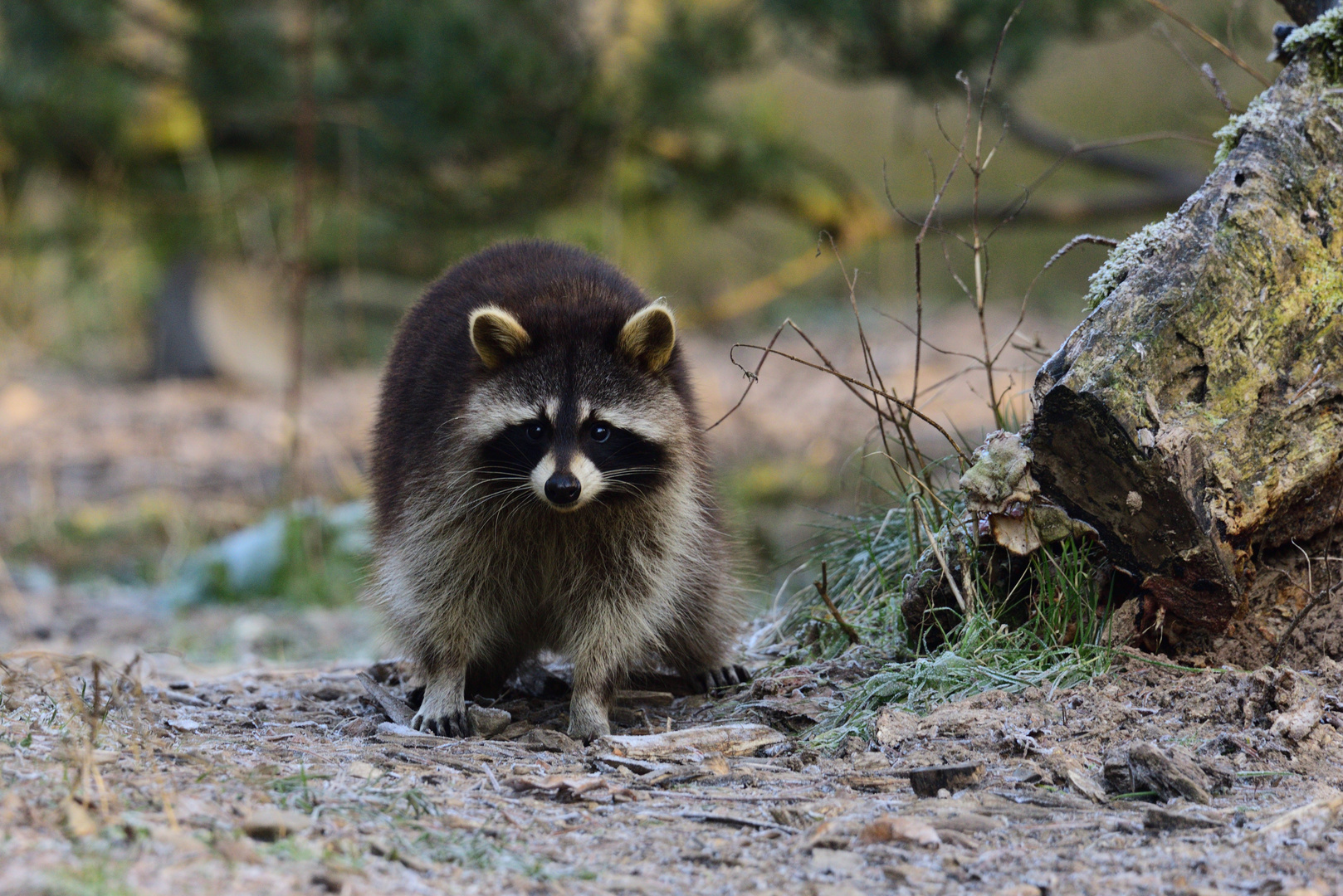 Waschbär