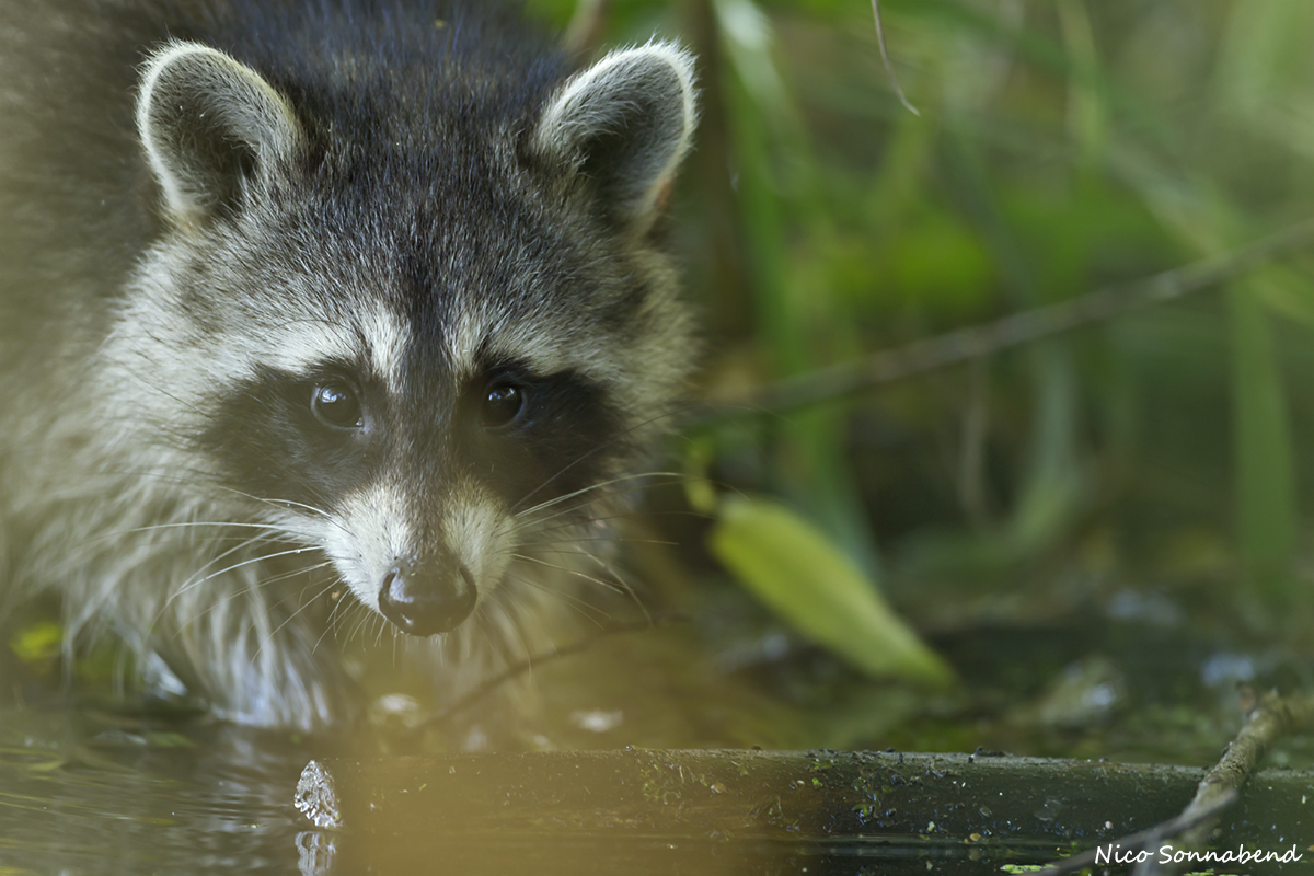 Waschbär