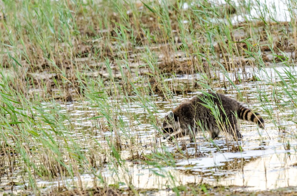 Waschbär