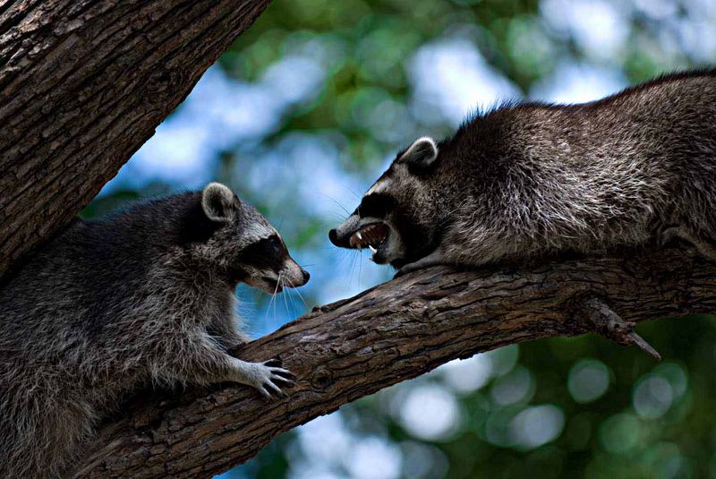 Waschbär