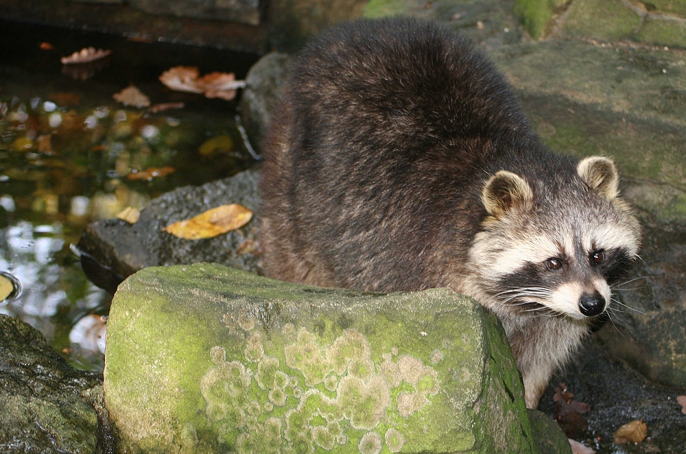 Waschbär